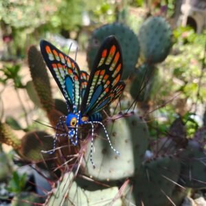 Butterflie Figurine Statue Oaxaca Mexican Folk Art Alebrije Sculpture, Wooden As Mexican Decoration, Made Of Wood And Carved By Hand