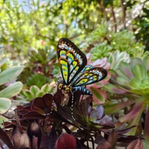 Butterflie Figurine Statue Oaxaca Mexican Folk Art Alebrije Sculpture, Wooden As Mexican Decoration, Made Of Wood And Carved By Hand