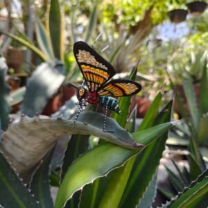 Butterflie Figurine Statue Oaxaca Mexican Folk Art Alebrije Sculpture, Wooden As Mexican Decoration, Made Of Wood And Carved By Hand