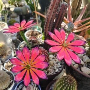 Alebrije Statue Cactus Biznaga Sculpture, Wooden Mexican Decoration Figure, Made Of Wood And Carved By Hand ASK FOR CUSTOMIZE